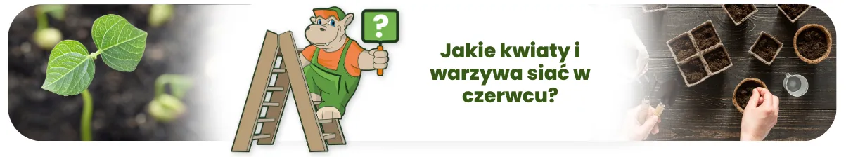 Jakie kwiaty i warzywa siać w czerwcu?